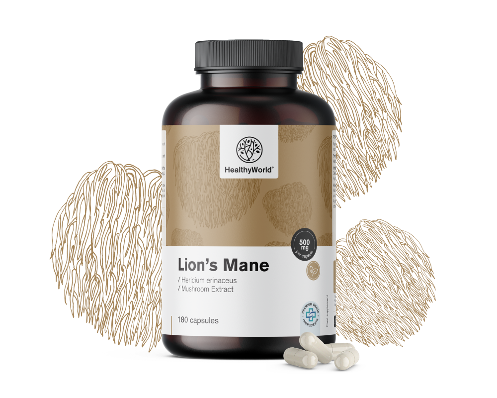 Igelstachelbart (Löwenmähne) – Pilz